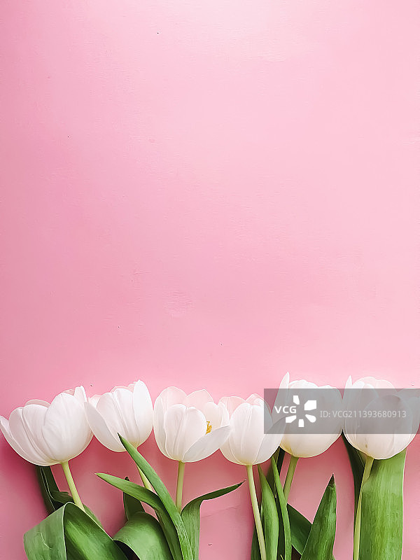 粉色背景上的白色郁金香平铺背景图片素材