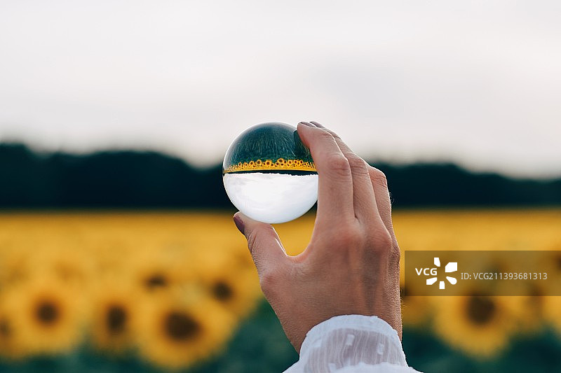 水晶球中的向日葵倒影图片素材