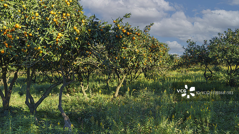 蓝天下橘园风光图片素材