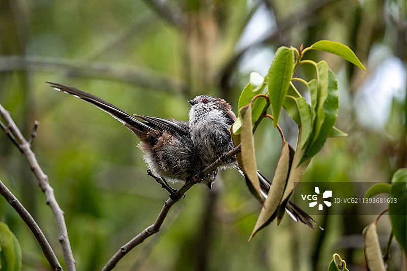 英国瓦伦丁公园：鸣禽山雀栖息于树枝特写图片素材