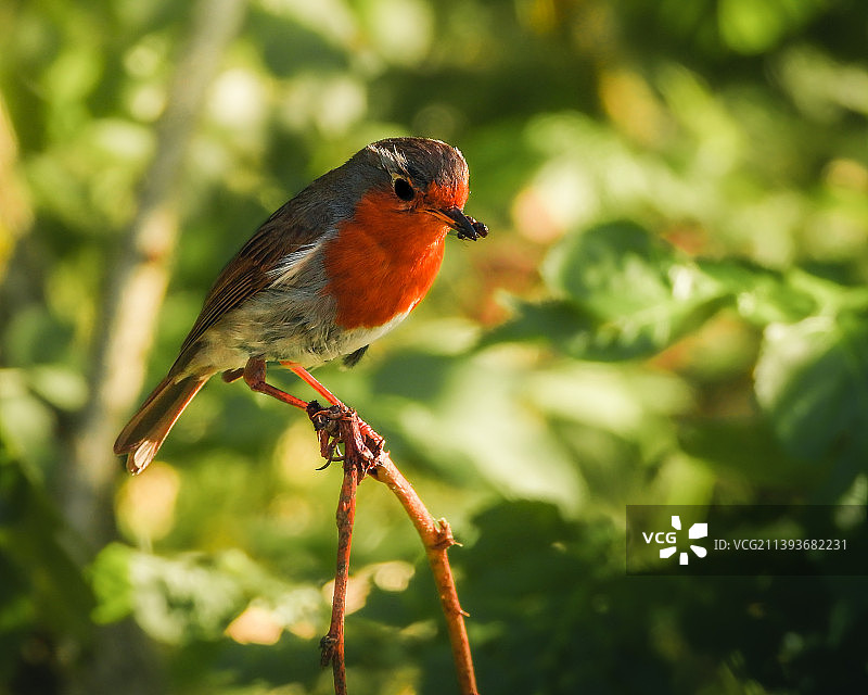 知更鸟栖息在植物上的特写，意大利图片素材