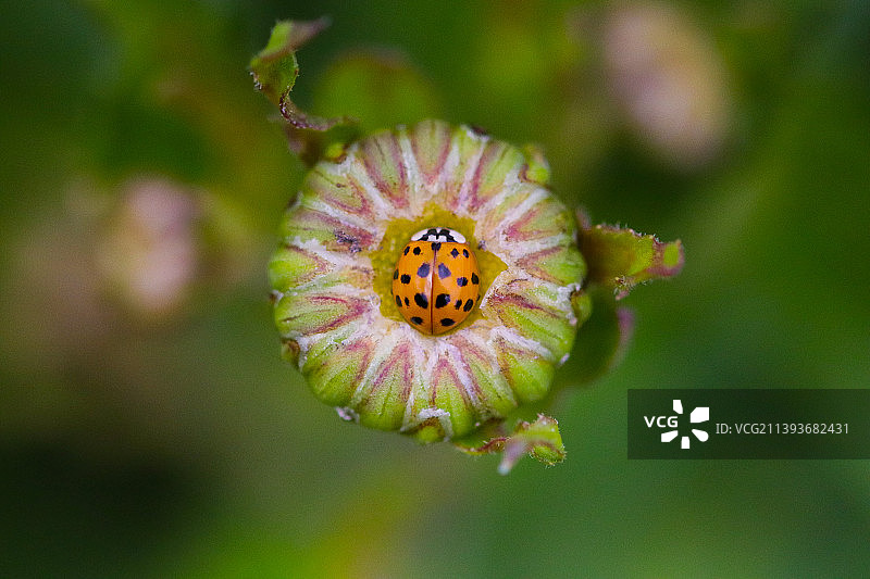 紫色开花植物的特写图片素材