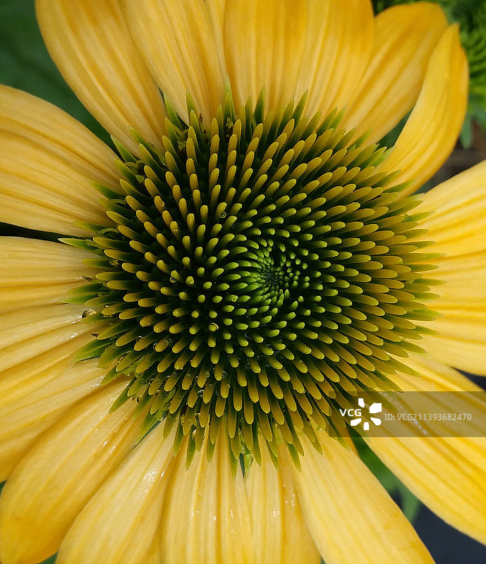 黄色花朵特写，美国俄亥俄州杰罗姆斯维尔图片素材