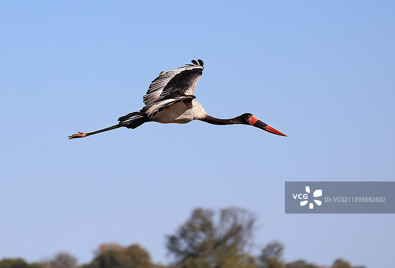 仰视视角拍摄的鹳鸟，背景为晴朗的天空图片素材