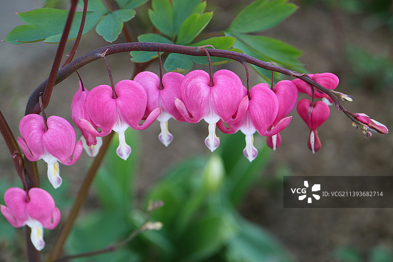塞尔维亚亚戈迪纳粉色鲜花特写图片素材