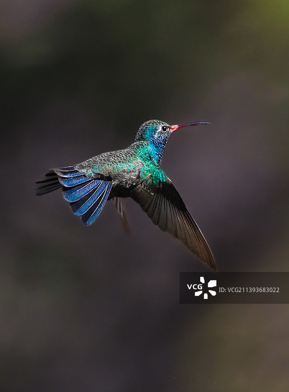 蜂鸟在户外飞行的特写图片素材