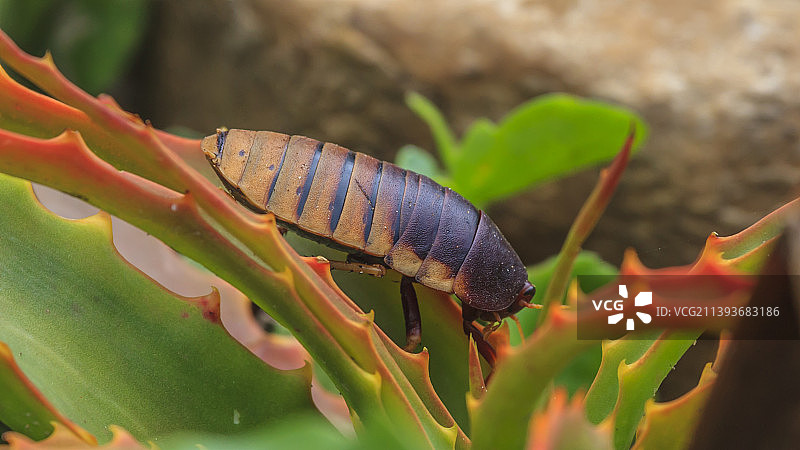 巨型深海虱坐在仙人掌叶子上的照片图片素材