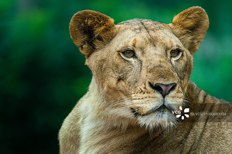 狮子的特写肖像图片素材