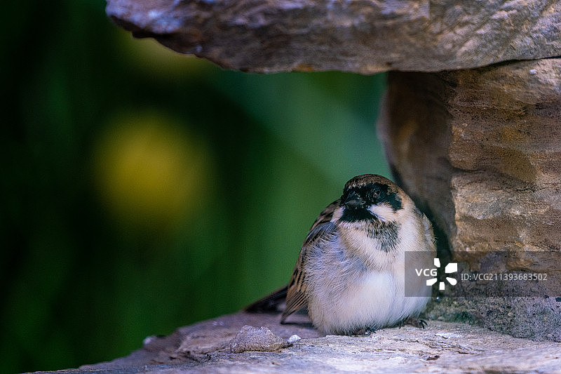 角落的小鸟图片素材