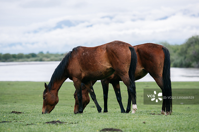 草原上悠闲吃草的马匹图片素材