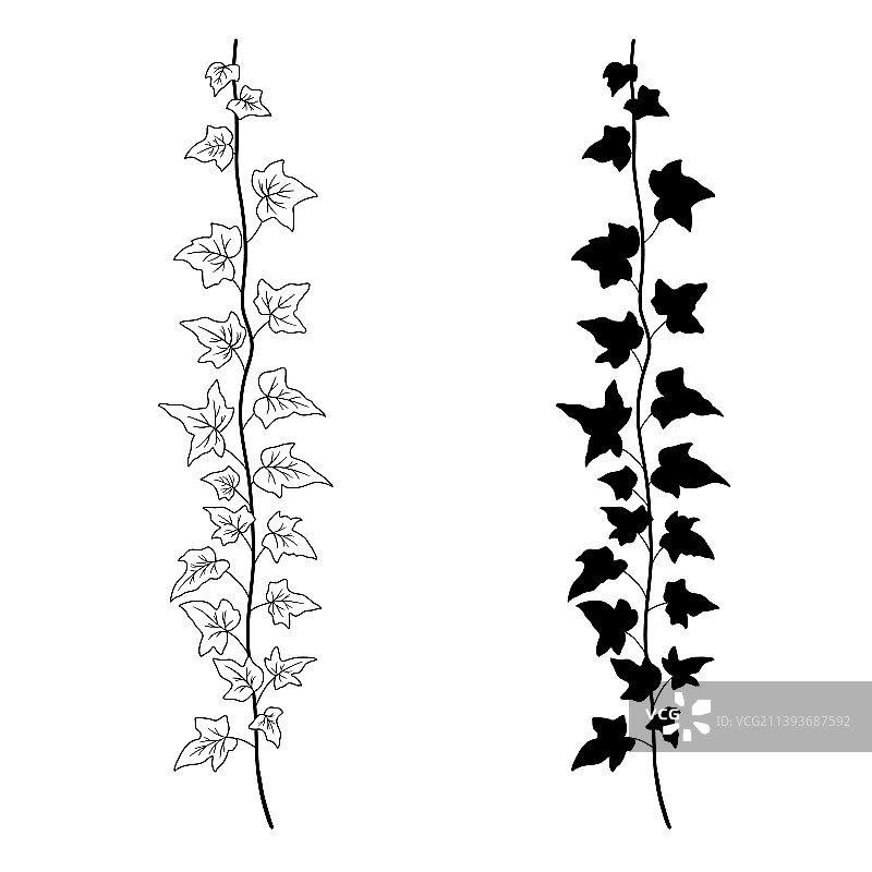 常春藤树枝线条艺术和剪影图片素材