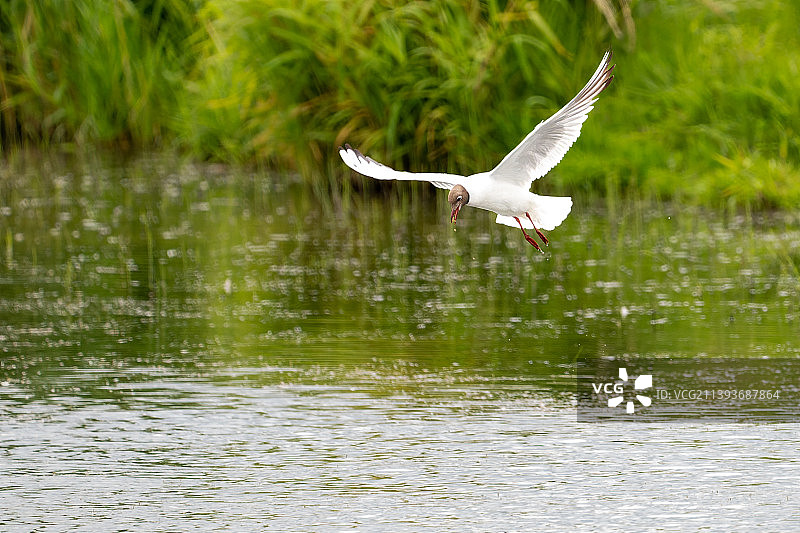 德国施瓦内韦德湖面上飞翔的琵鹭特写图片素材