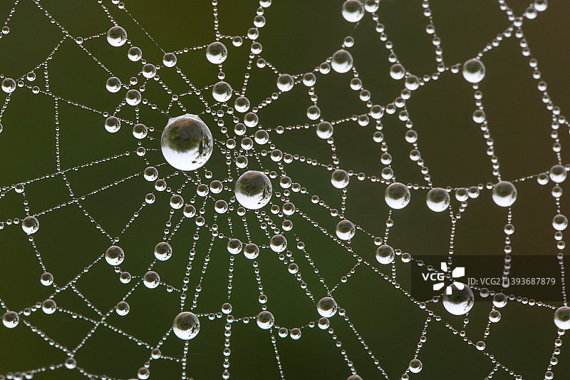 印度班加罗尔的潮湿蜘蛛网特写图片素材
