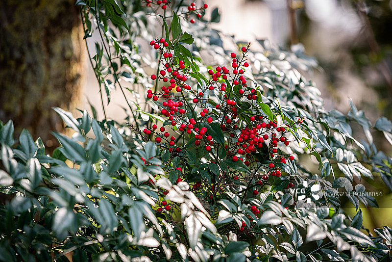 树上生长的浆果特写，法国万森森林图片素材