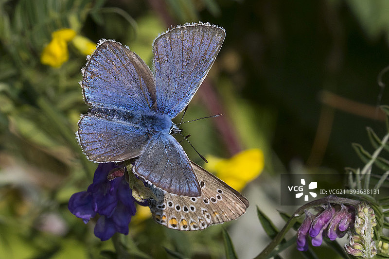 蝴蝶在紫色花朵上采蜜特写，意大利科尼图片素材