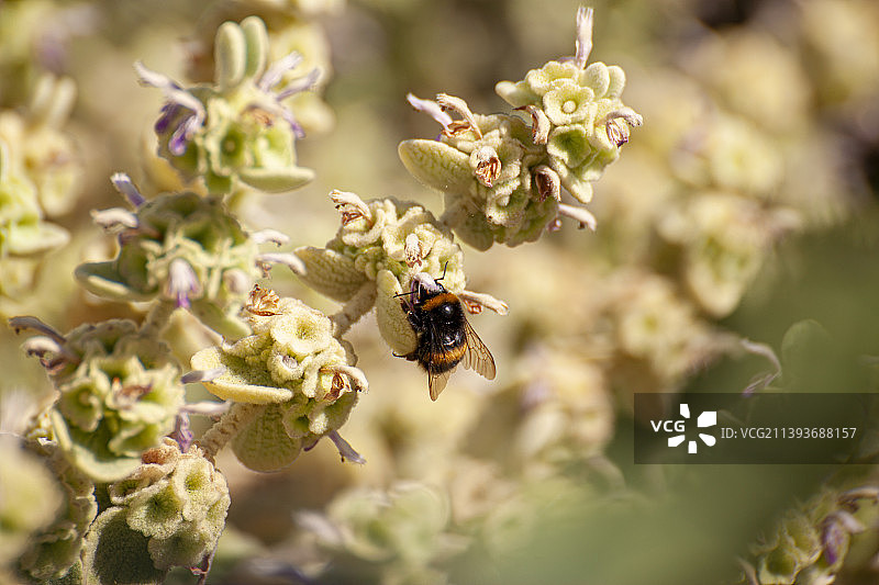蜜蜂在花朵上采蜜的特写，英国福克斯通图片素材