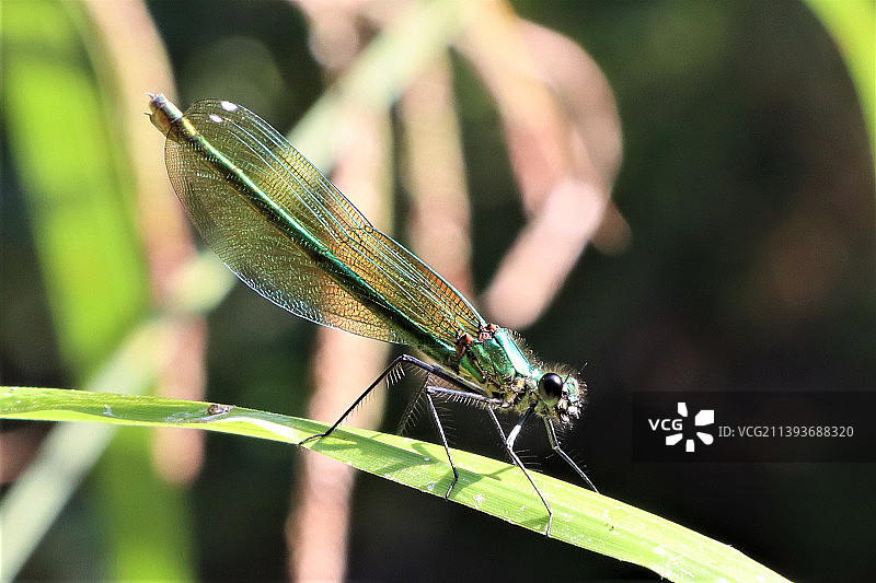 植物上的蜻蜓特写，英国图片素材