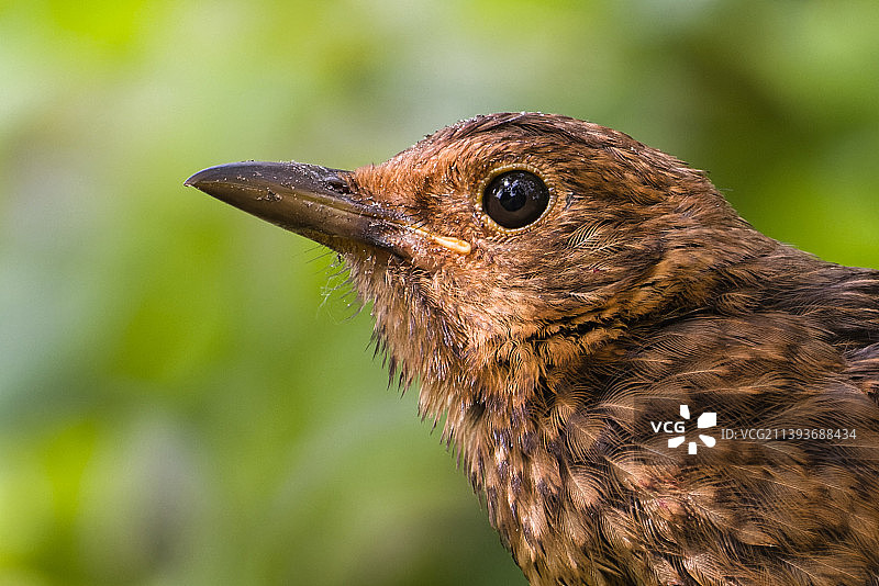 鸣 wren 特写图片素材