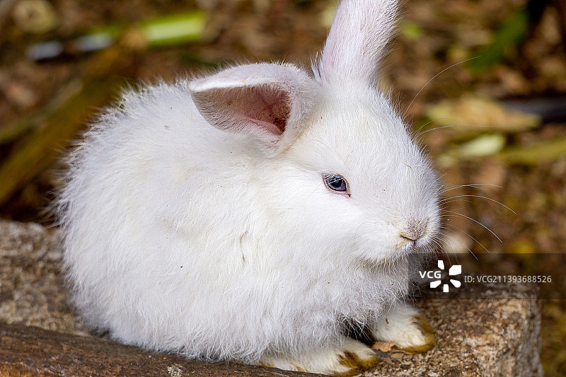 岩石上的兔子特写图片素材