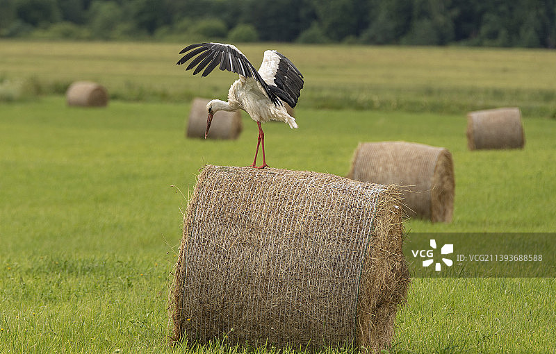 立陶宛草垛上的鹳图片素材