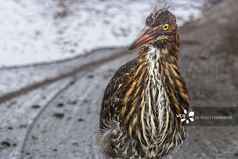 栖息在海滩岸边的苍鹭特写，厄瓜多尔图片素材