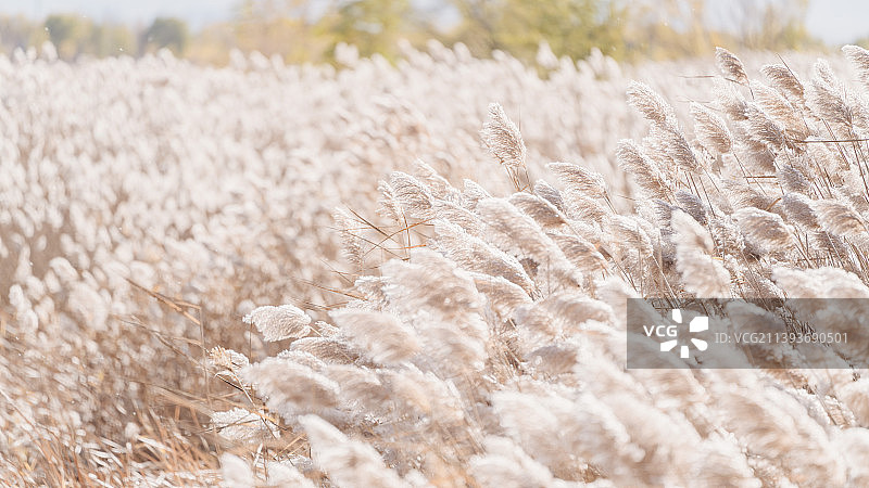 芦苇荡图片素材