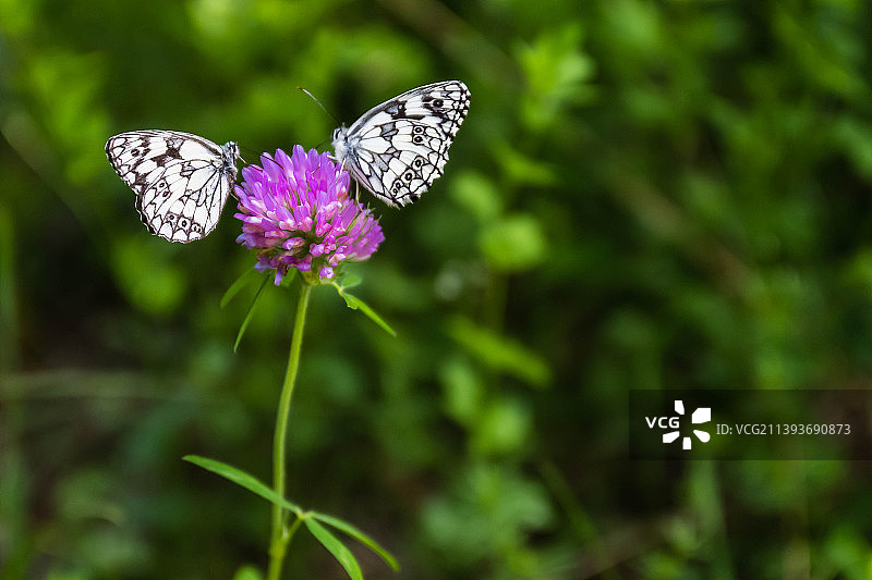 瑞士阿尔比嫩：蝴蝶在紫色花朵上采蜜特写图片素材