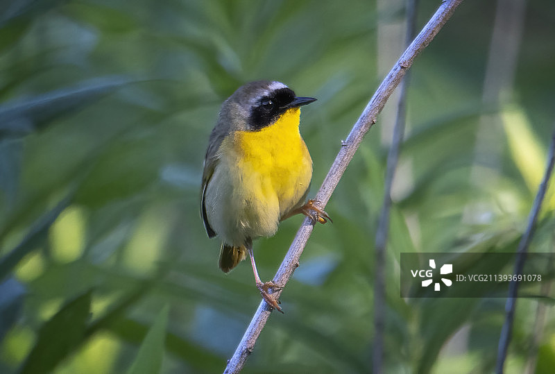 好奇心战胜了他——普通黄喉鸟图片素材