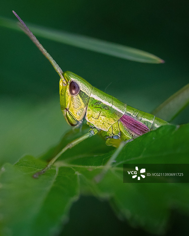 树叶上的蚱蜢特写图片素材