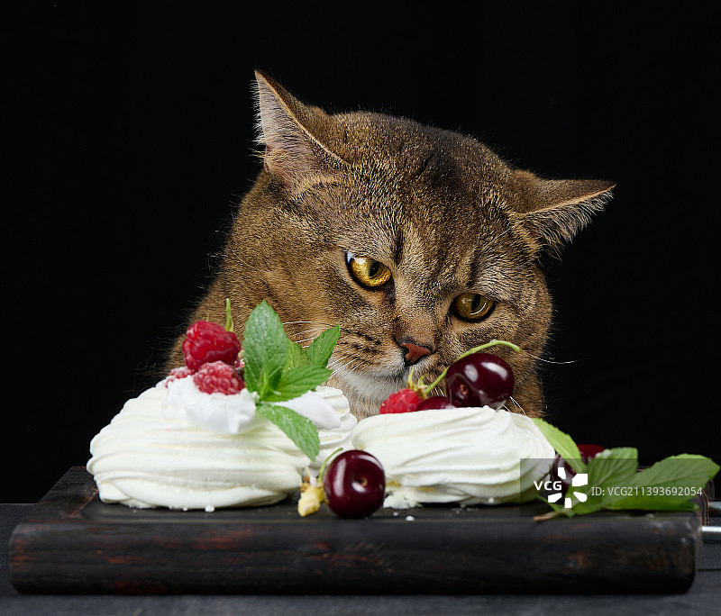 有趣的灰猫与帕夫洛娃甜点图片素材