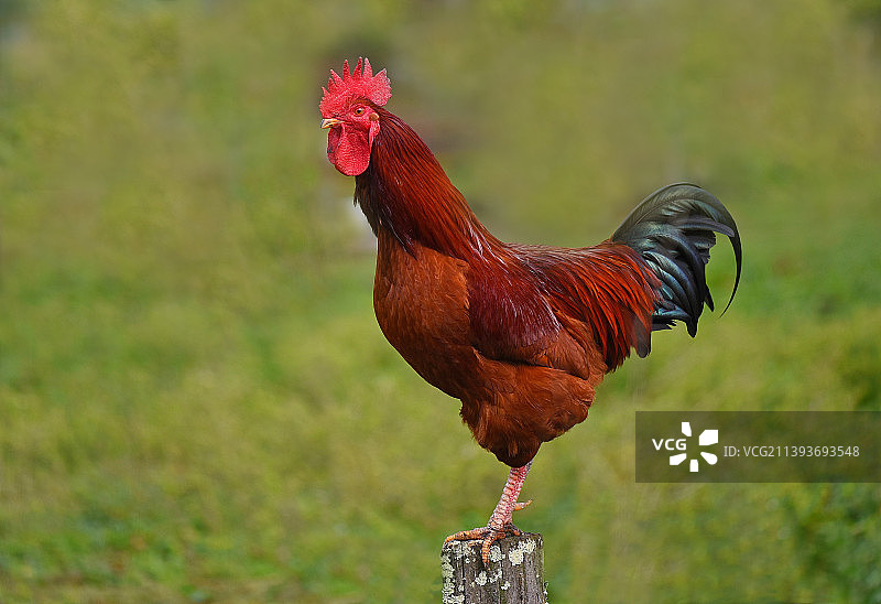野鸡特写图片素材