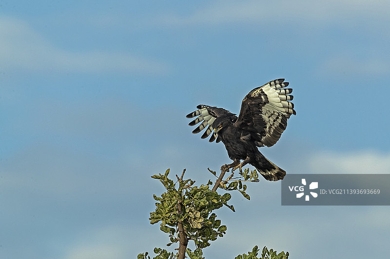 低角度仰望飞翔的雄鹰，梅鲁国家公园，毛阿，肯尼亚图片素材