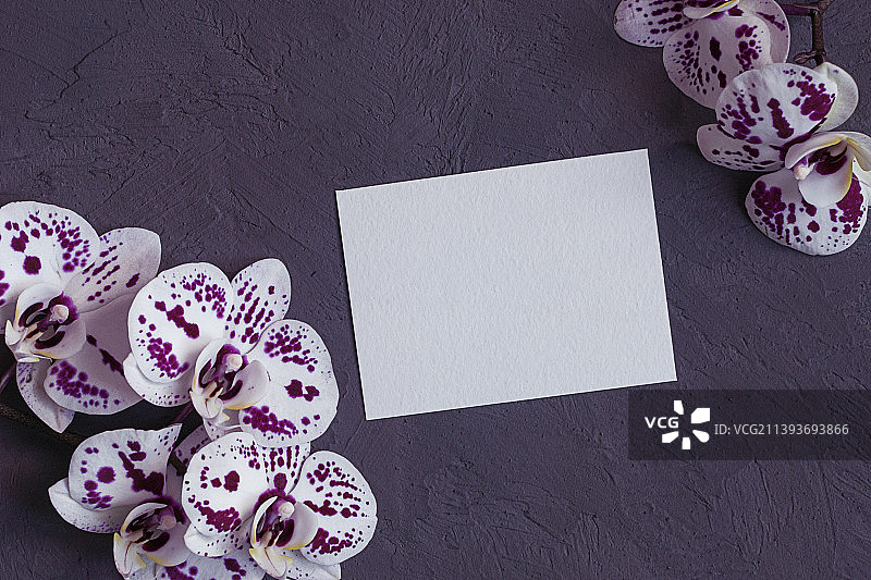 深灰色背景上的粉白色兰花和空白纸卡图片素材