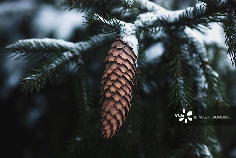 冬季森林中雪下的云杉树枝和松果图片素材