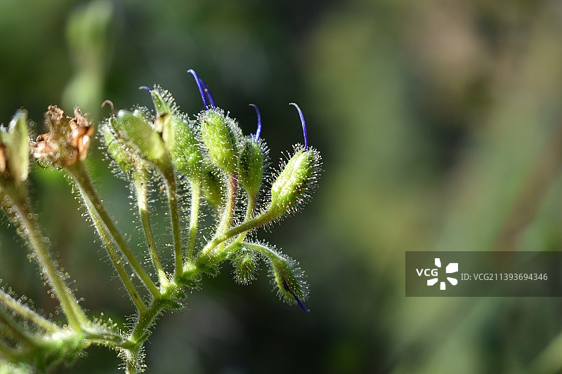 特写的植物图片素材