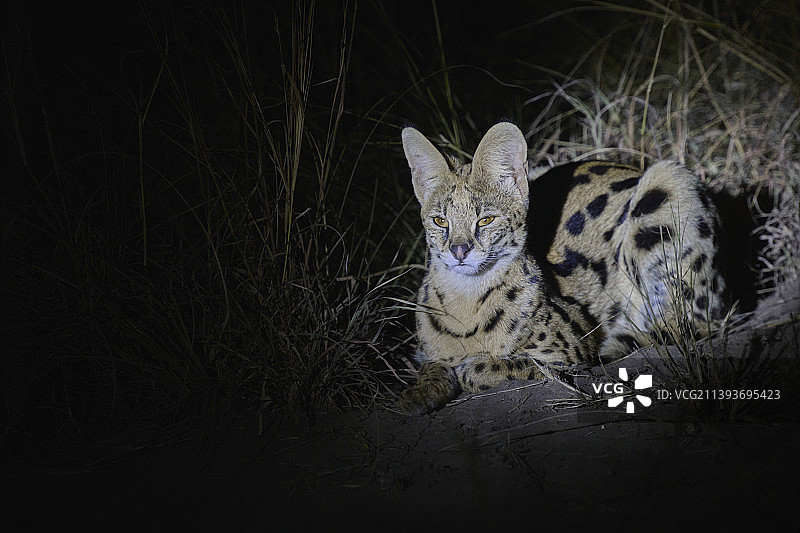 乌干达伊丽莎白女王国家公园的薮猫图片素材