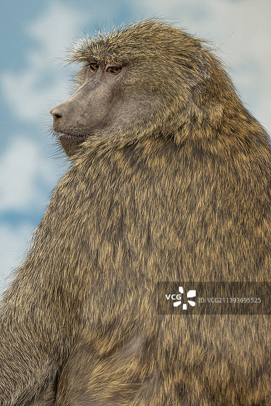 美国爱达荷州博伊西市，坐在岩石上望向天空的狒狒特写图片素材