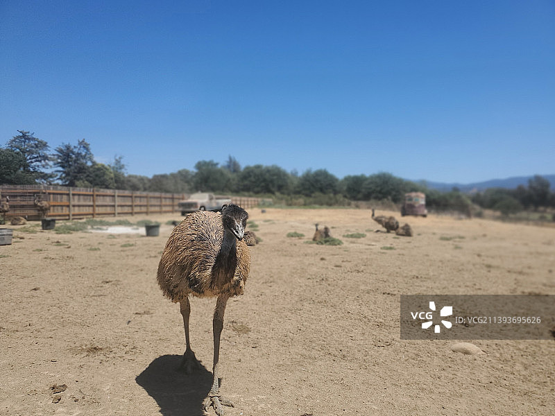 晴朗天空下，美国加利福尼亚州洛杉矶田野里绵羊的特写图片素材