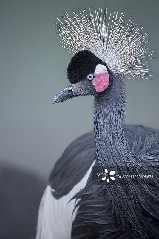 美国爱达荷州博伊西市的起重机特写图片素材