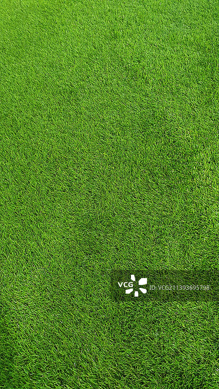 草地的全景照片图片素材