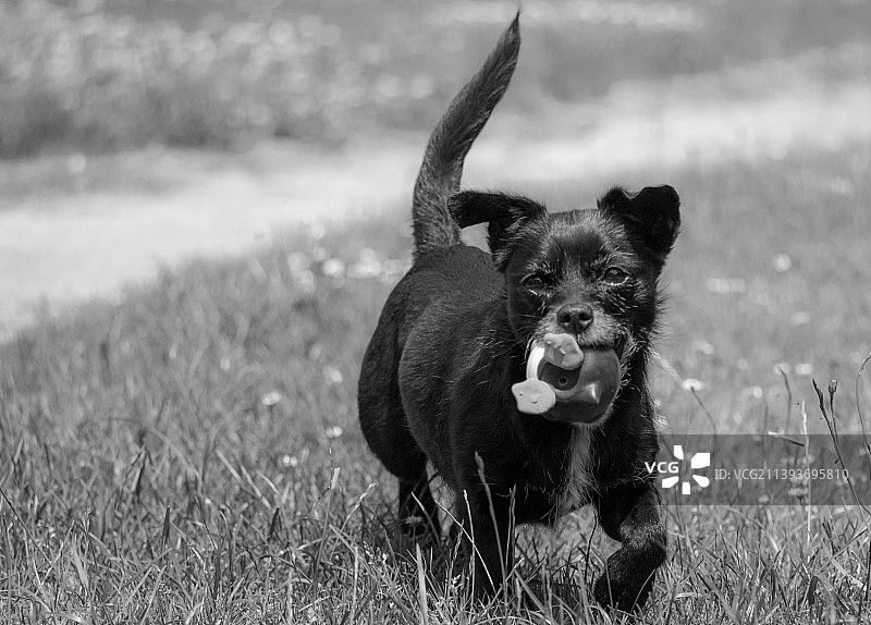 草地上站着的狗肖像图片素材
