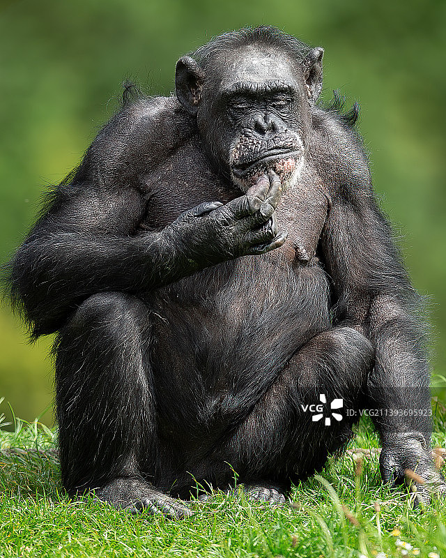 坐在草地上吃东西的猩猩肖像图片素材