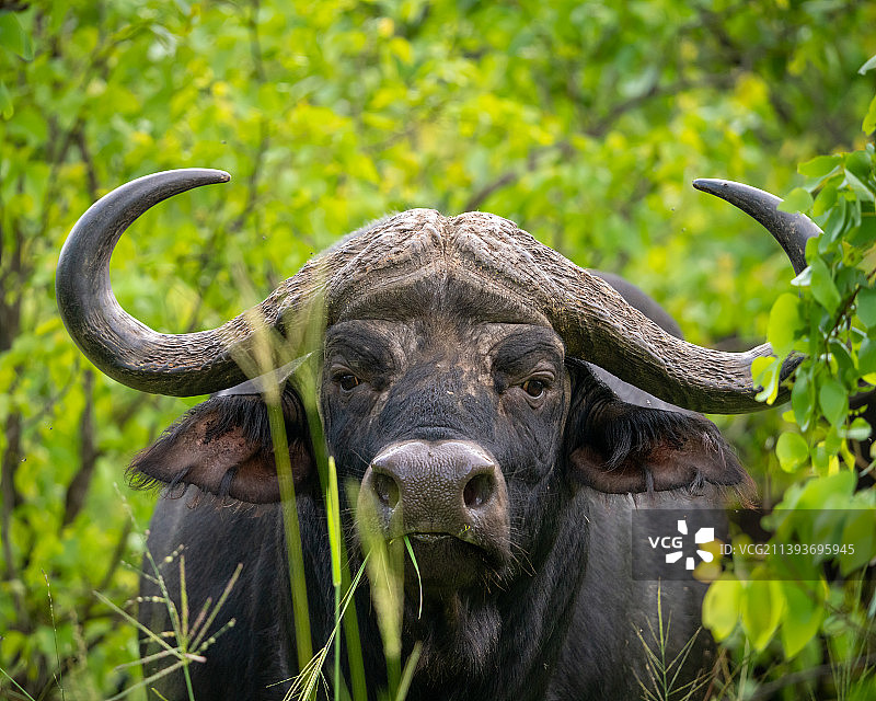 克鲁格国家公园的野牛肖像图片素材