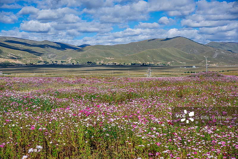 青藏高原上的格桑花花海图片素材