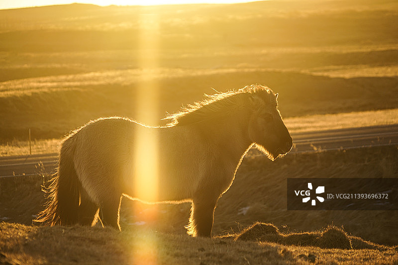 冰岛马在日落时分奔跑的侧面照图片素材