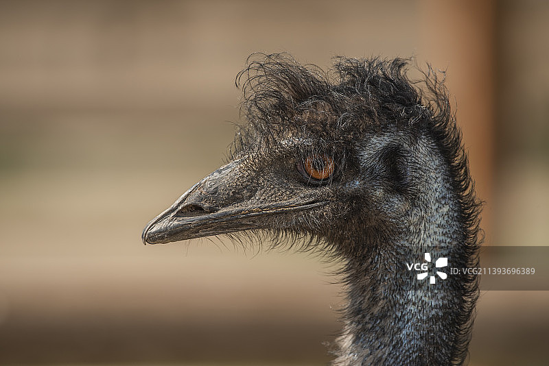 美国爱达荷州博伊西：常见美洲鸵鸟特写图片素材