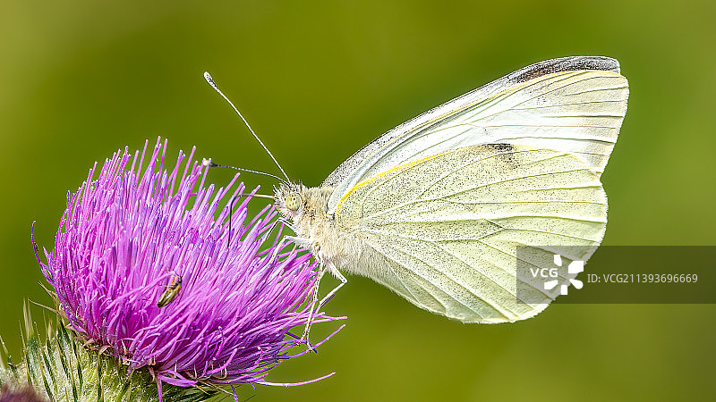 蝴蝶在紫色花朵上授粉的特写图片素材