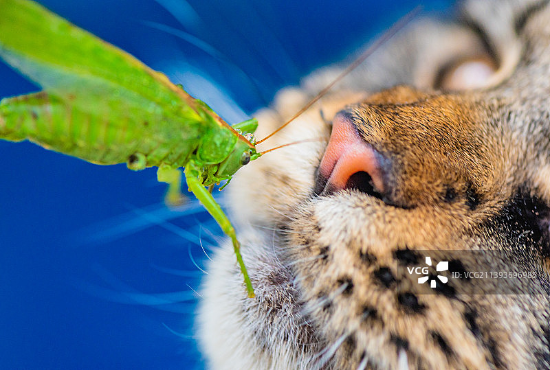 猫的特写图片素材