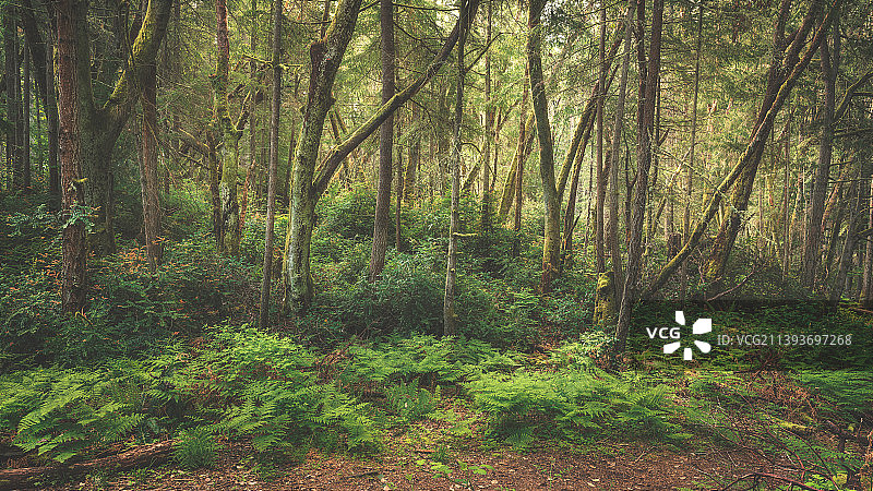 美国Point Defiance公园的森林树木图片素材