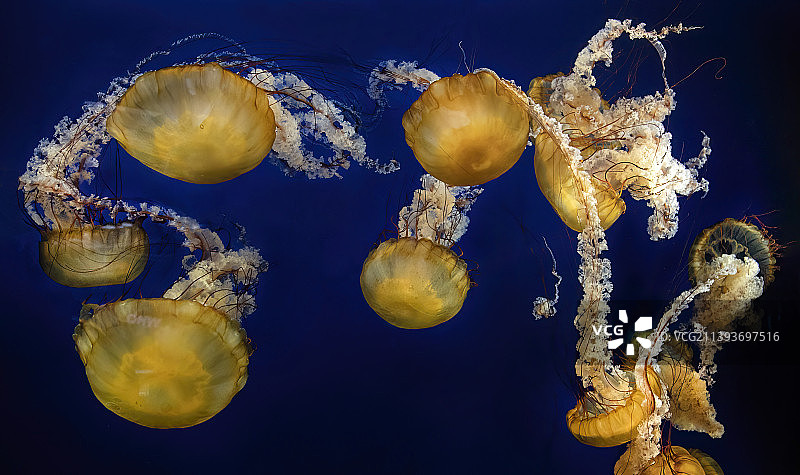 水母在海里游泳的特写图片素材